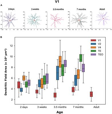 Developmental Changes in Pyramidal Cell Morphology in Multiple Visual Cortical Areas Using Cluster Analysis